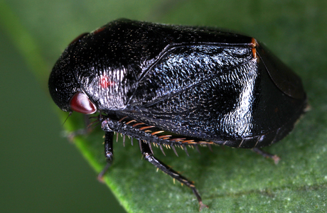 Mönchszikade (Penthimia nigra ) - © Gernot Kunz